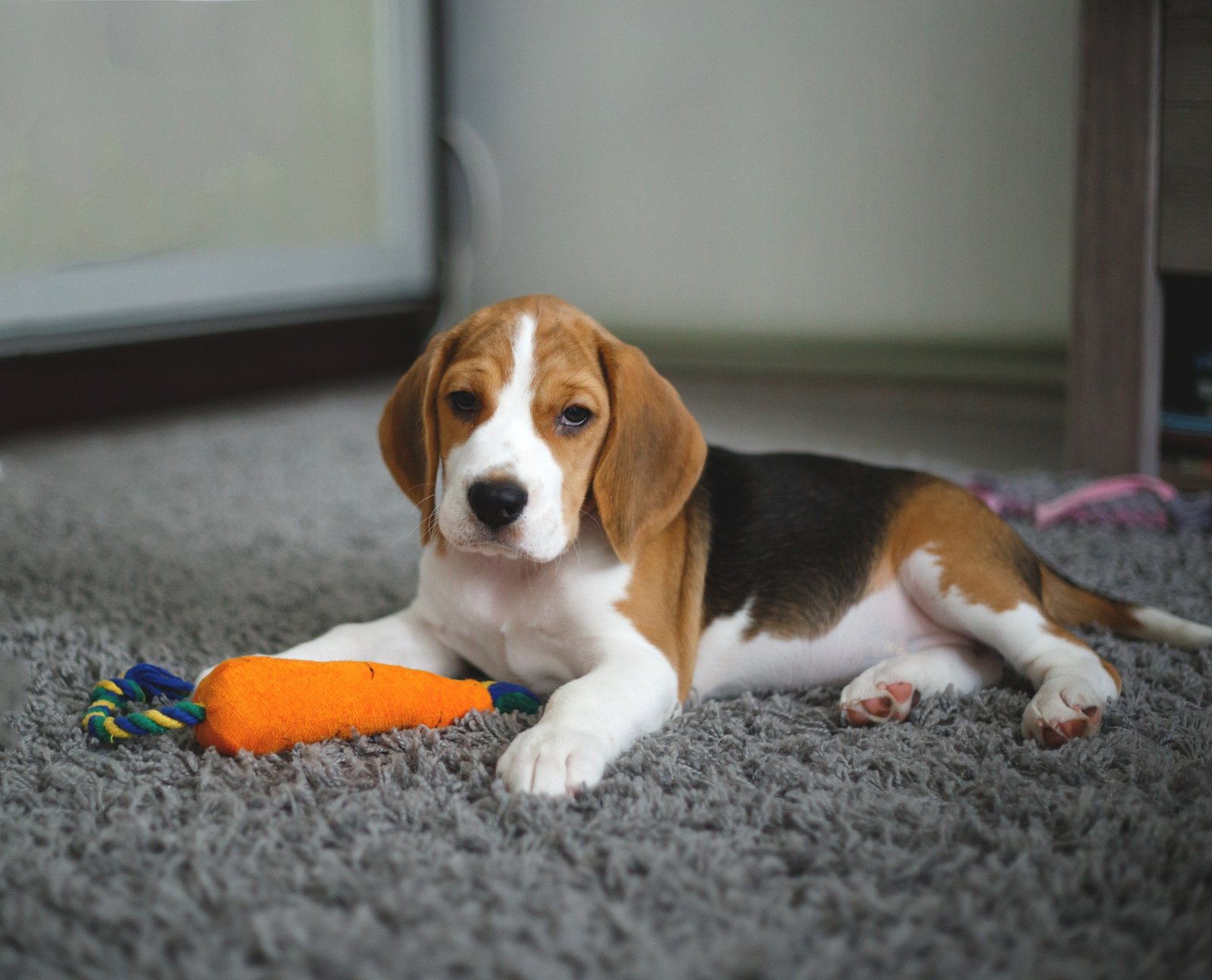 cute beagle puppy lies on the carpet in the room