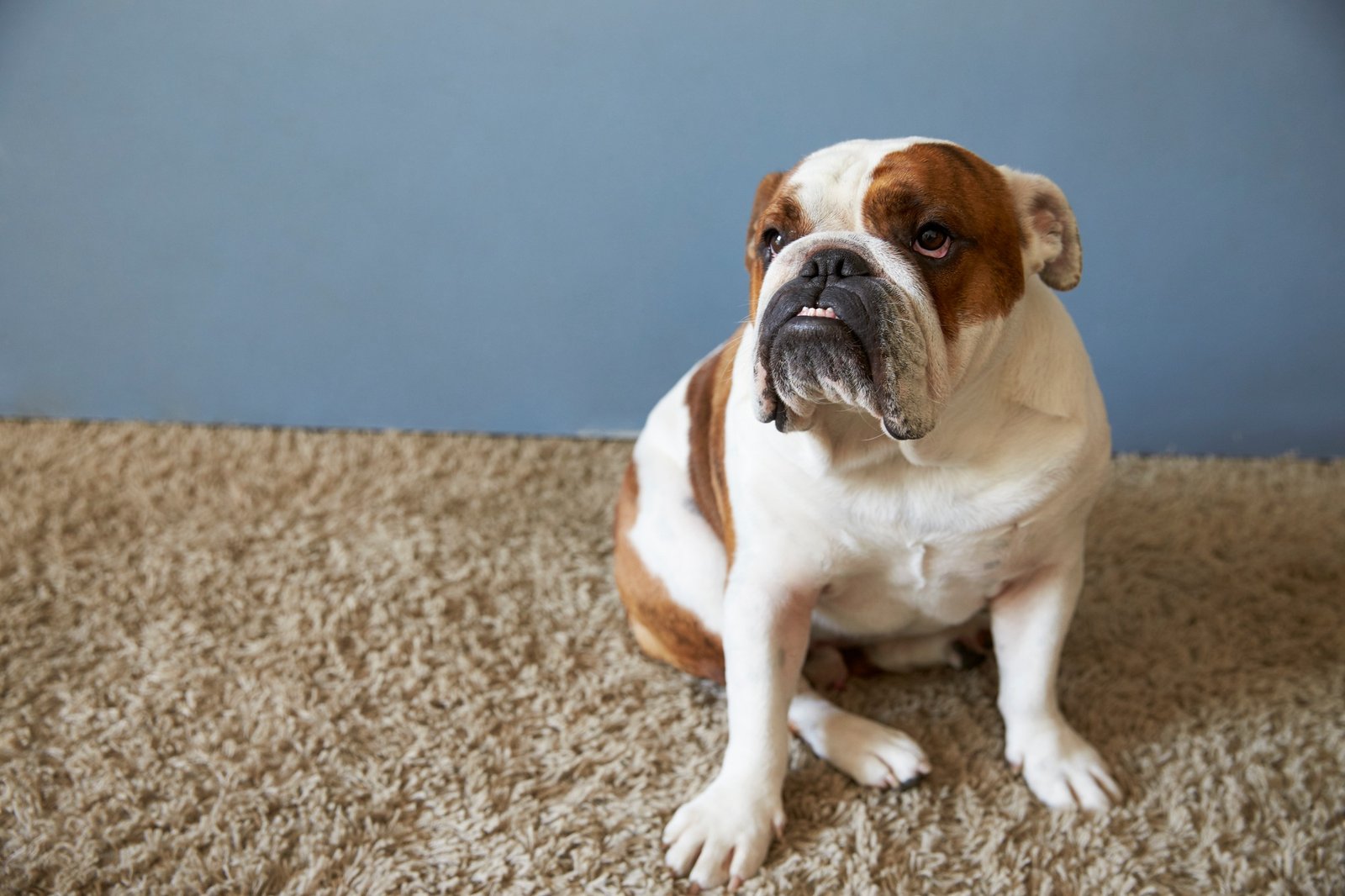 Pet British Bulldog Sitting On Carpet